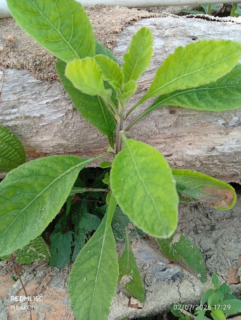 Blumea axillaris photo 2