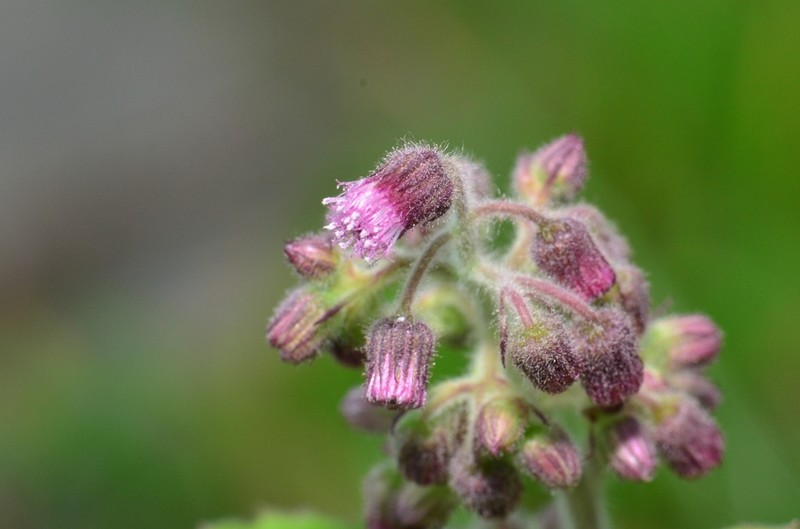 Blumea axillaris photo 3