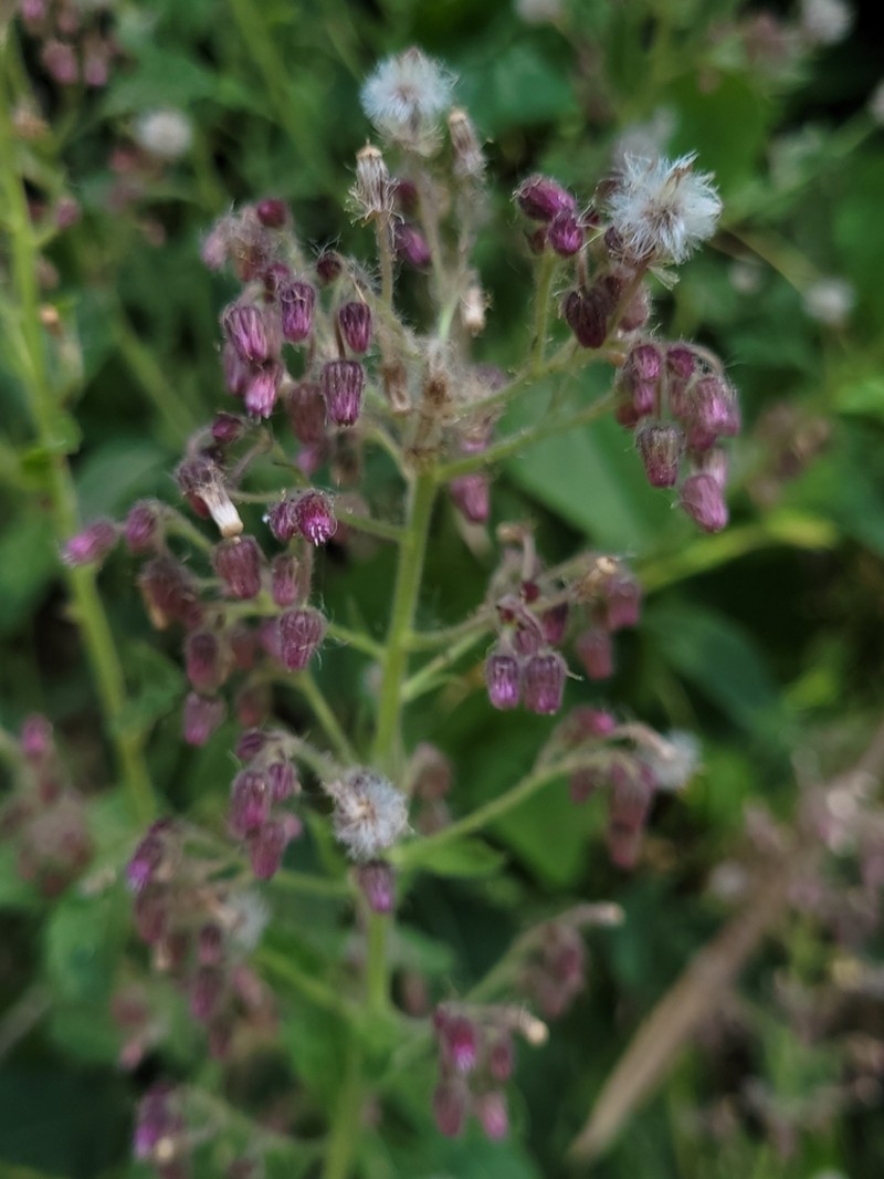 Blumea axillaris photo 4