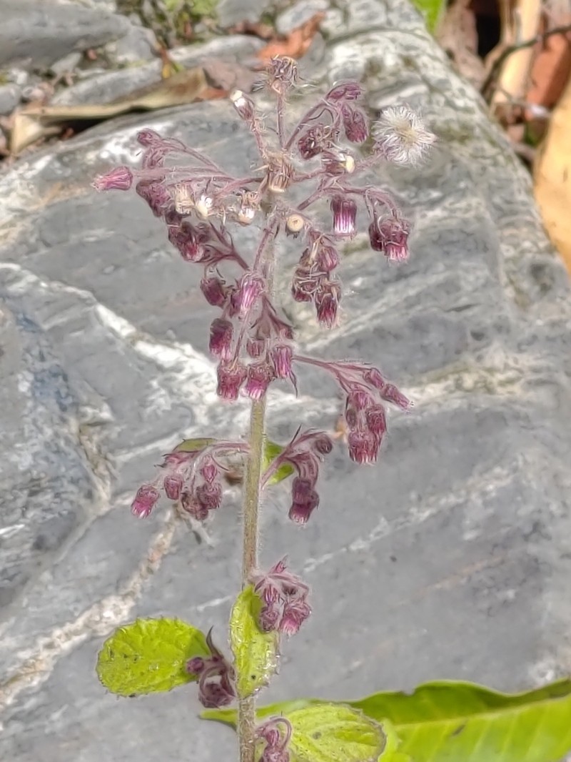 Blumea axillaris photo 5