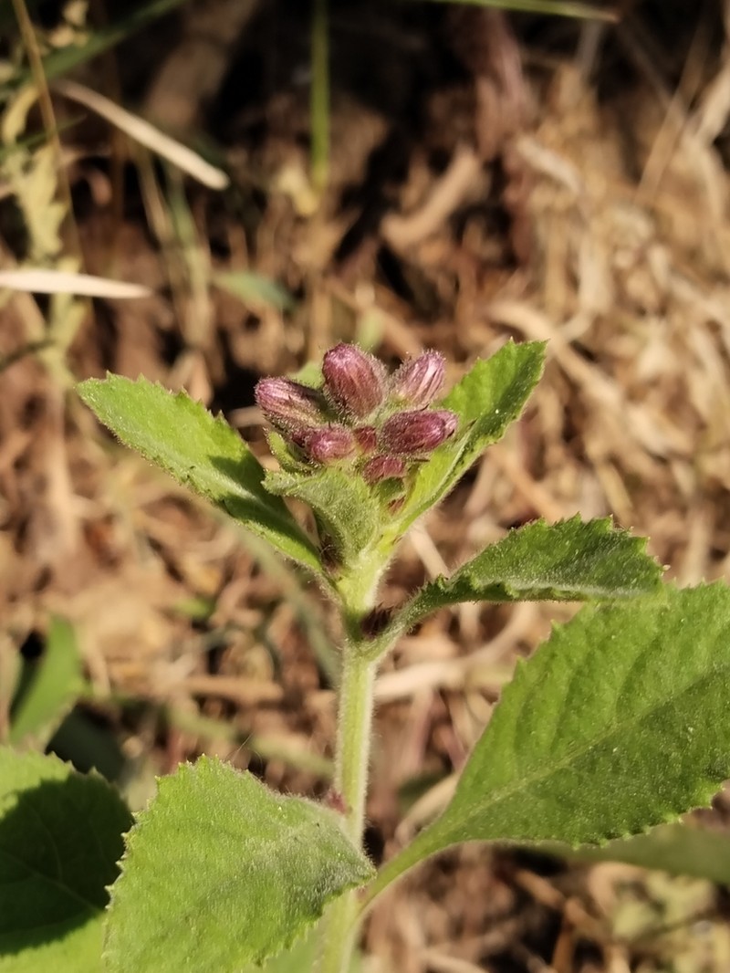 Blumea axillaris photo 6