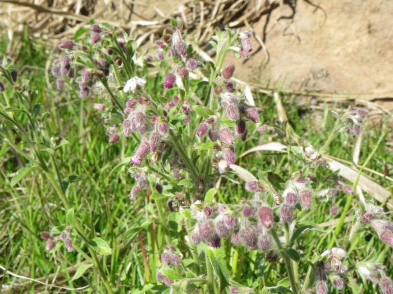 Blumea axillaris photo 7