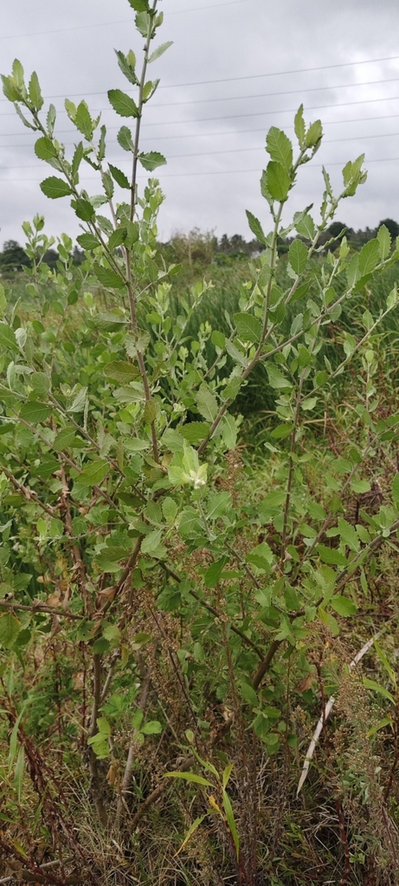 Blumea axillaris photo 8