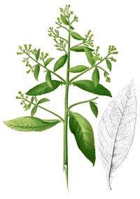 Ngai Camphor