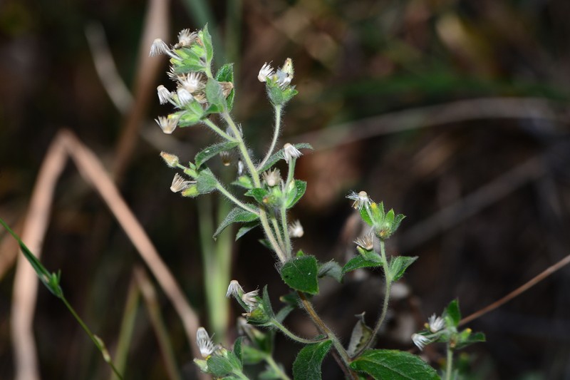 Blumea barbata