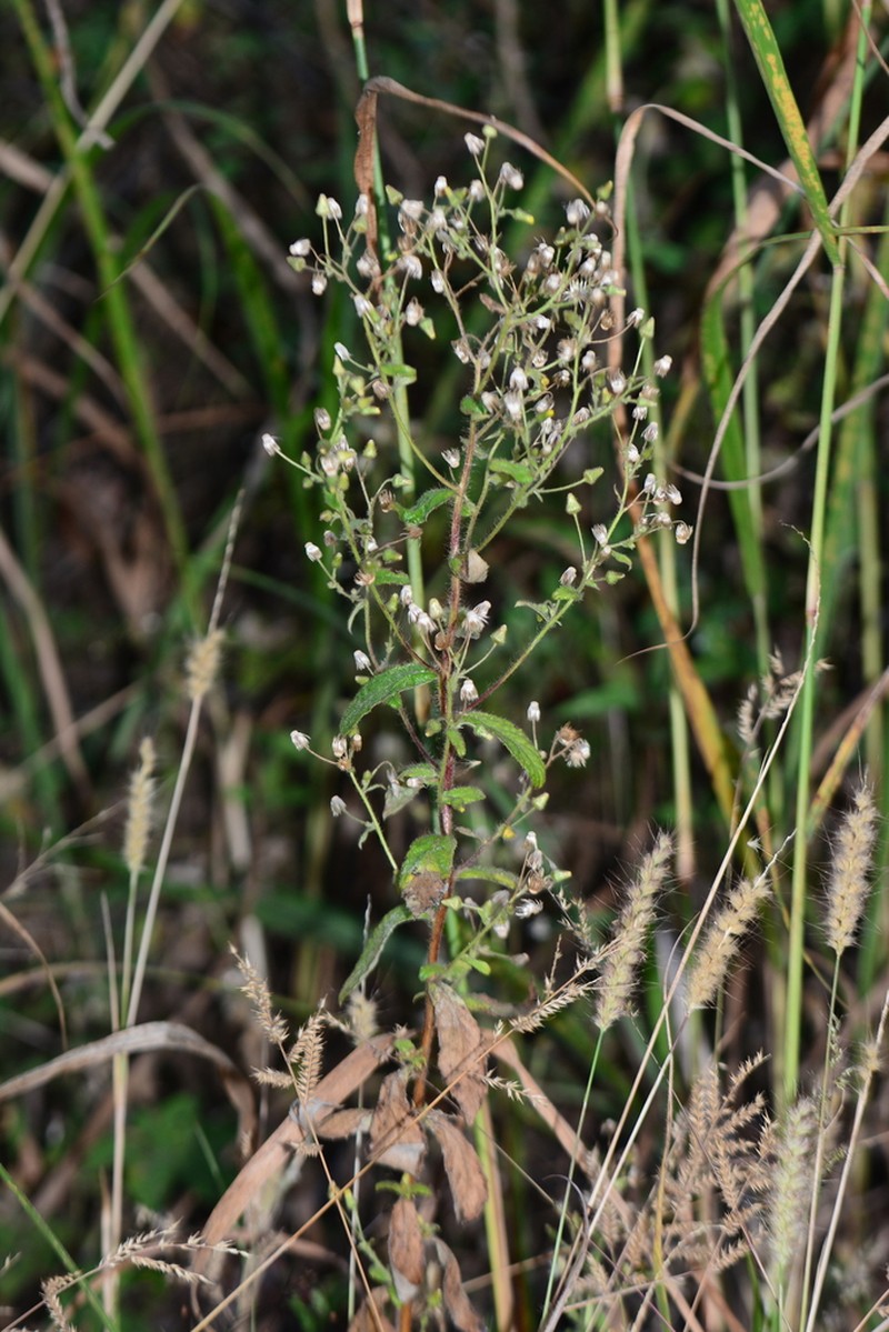 Blumea barbata photo 2