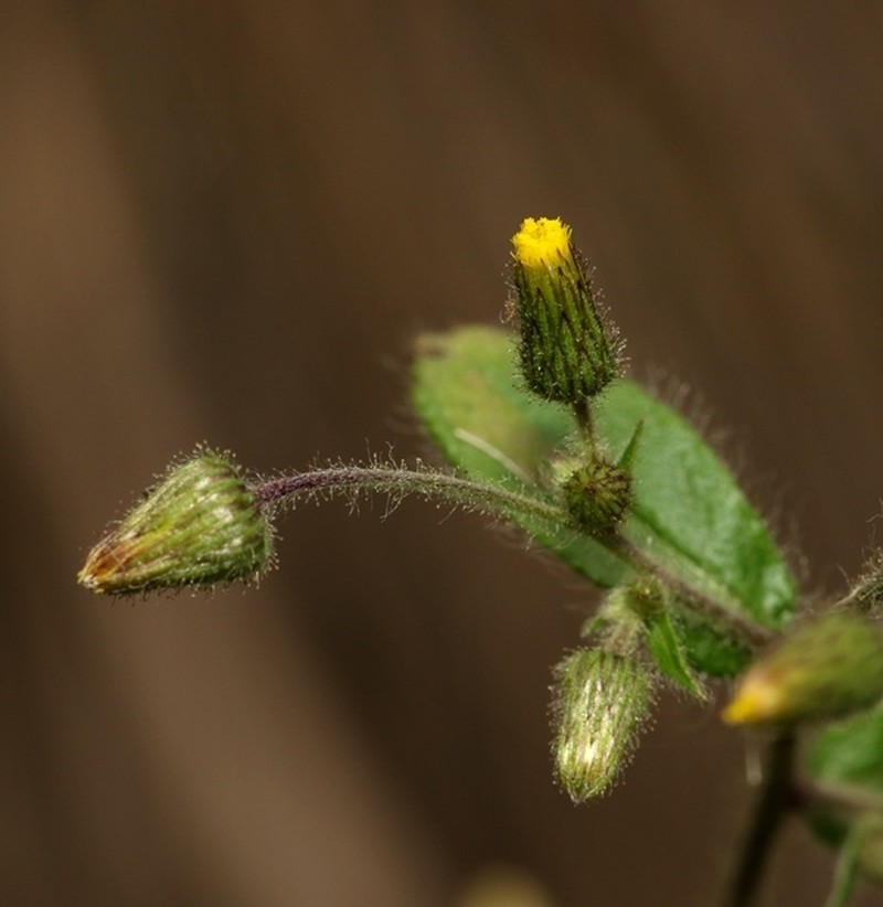 Blumea barbata photo 3