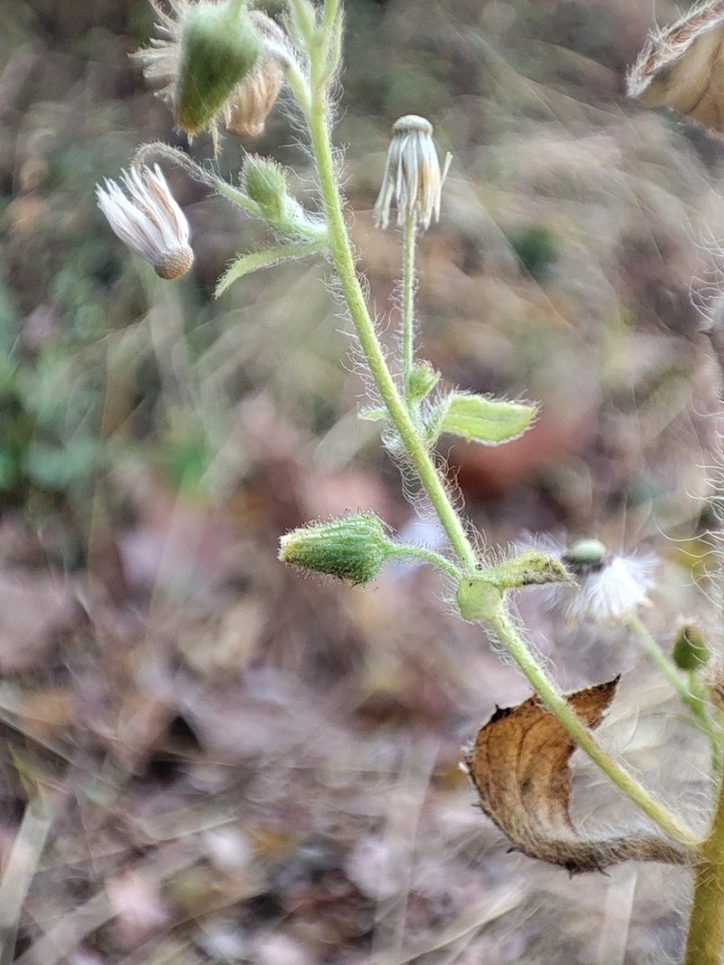Blumea barbata photo 4