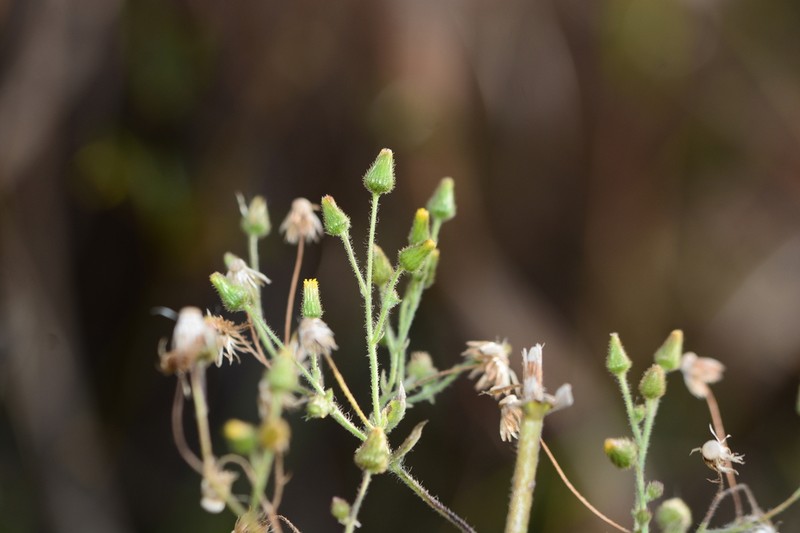 Blumea barbata photo 5