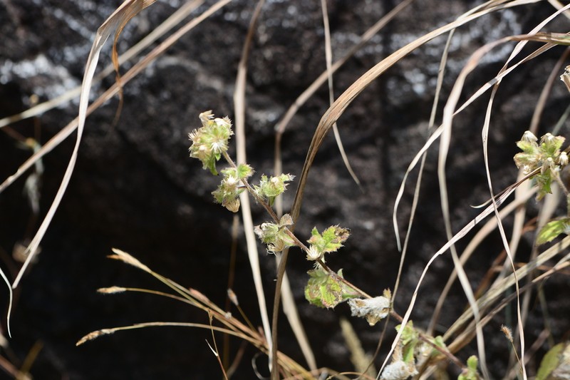 Blumea barbata photo 6