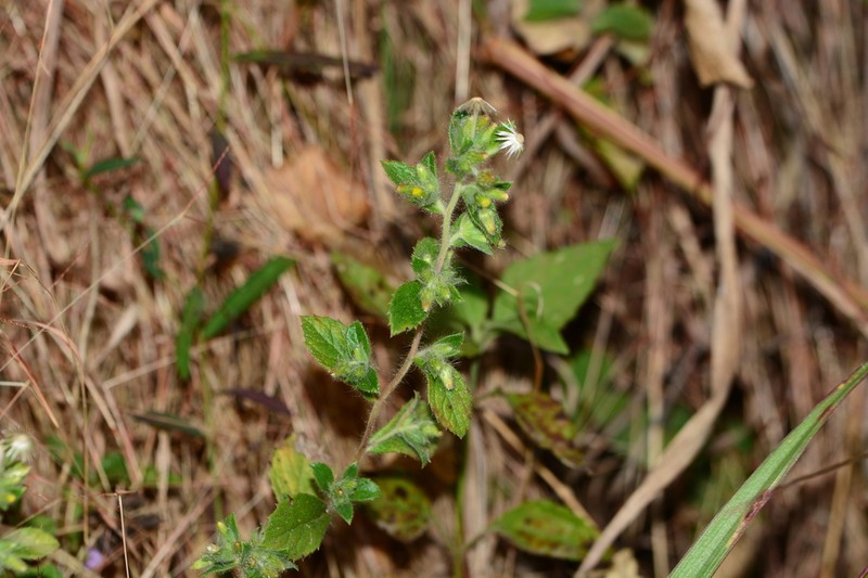 Blumea barbata photo 7