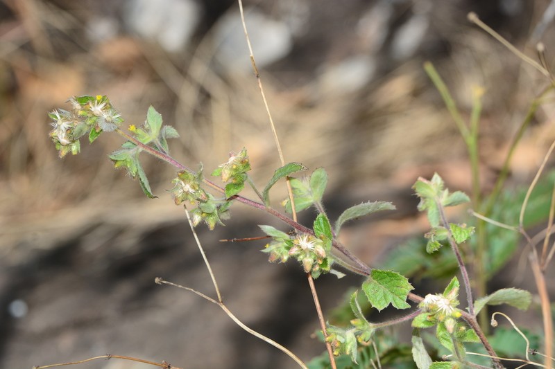Blumea barbata photo 8