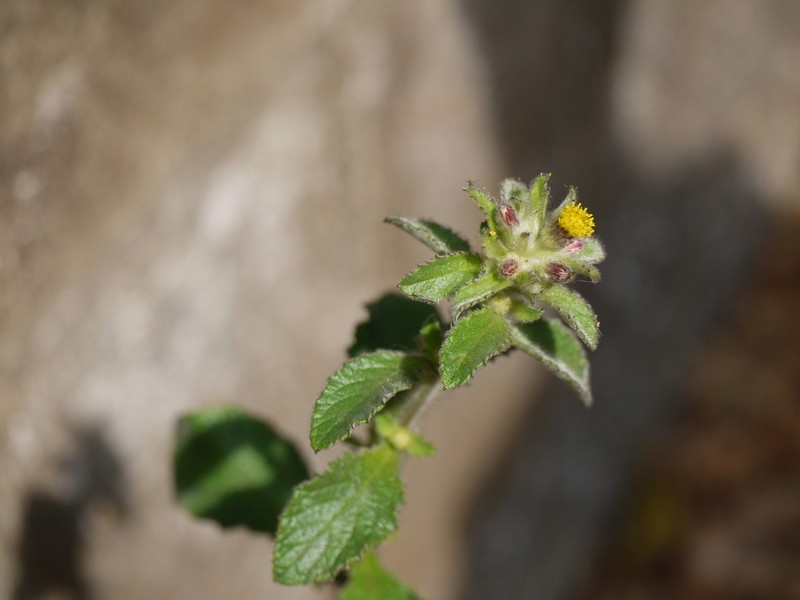 Blumea belangeriana