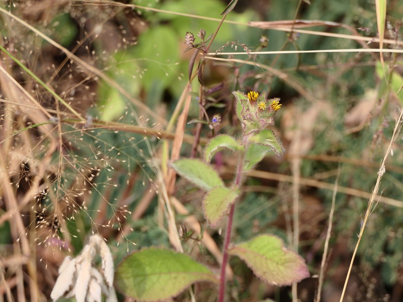 Blumea belangeriana photo 2