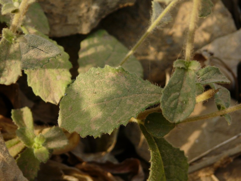 Blumea belangeriana photo 3