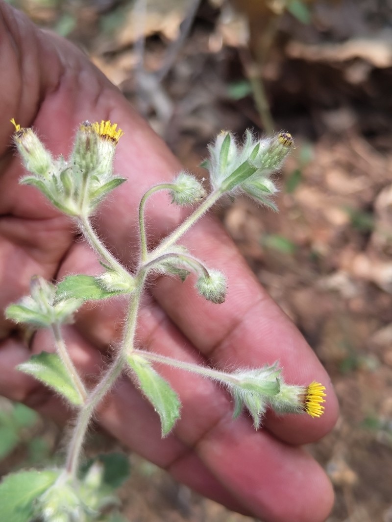 Blumea belangeriana photo 4