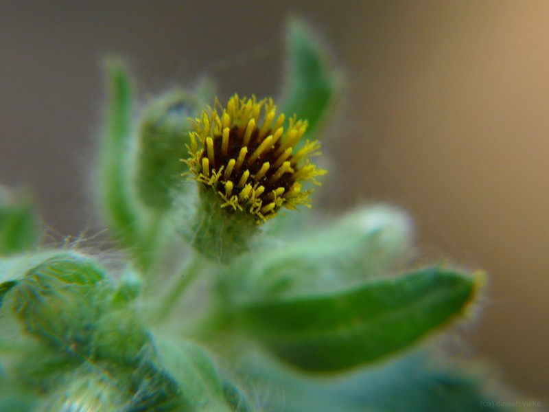 Blumea belangeriana photo 5