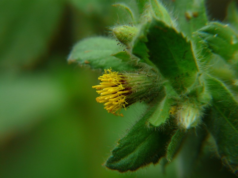 Blumea belangeriana photo 6