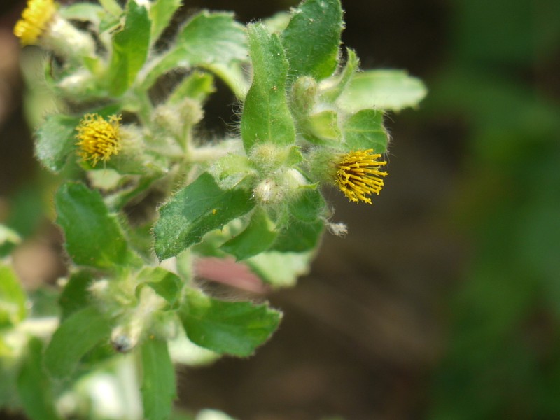 Blumea belangeriana photo 7