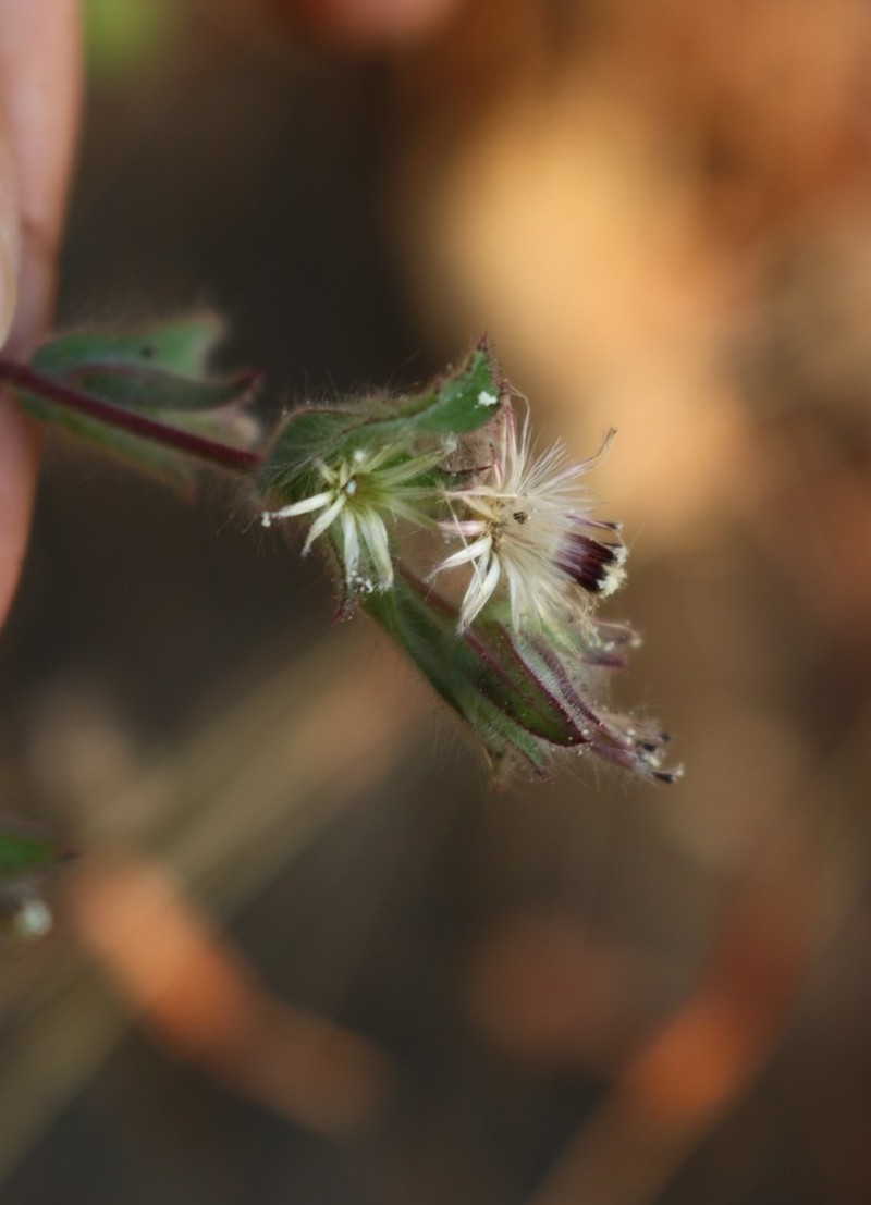 Blumea belangeriana photo 8