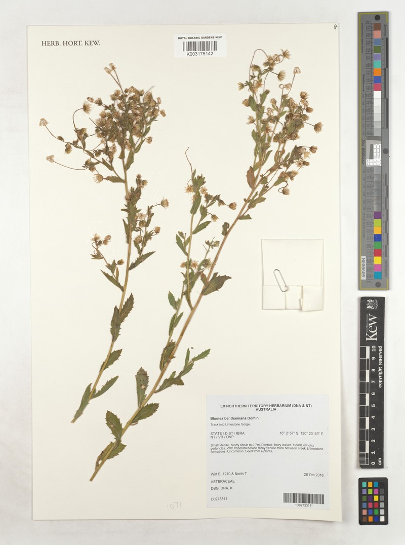 Blumea benthamiana