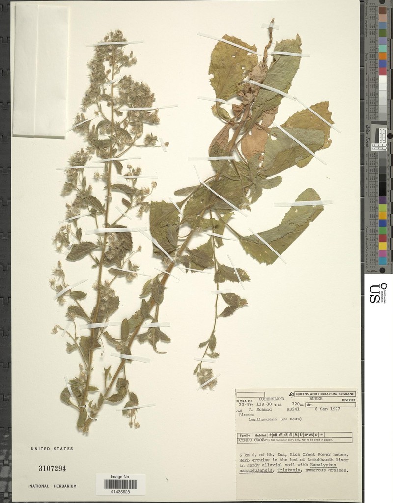 Blumea benthamiana photo 3