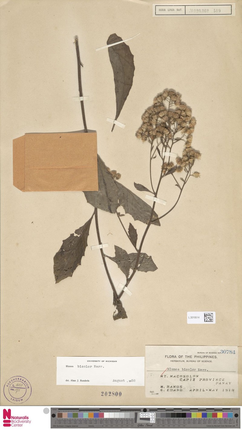 Blumea bicolor