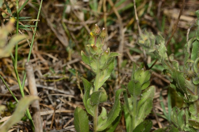 Blumea bifoliata