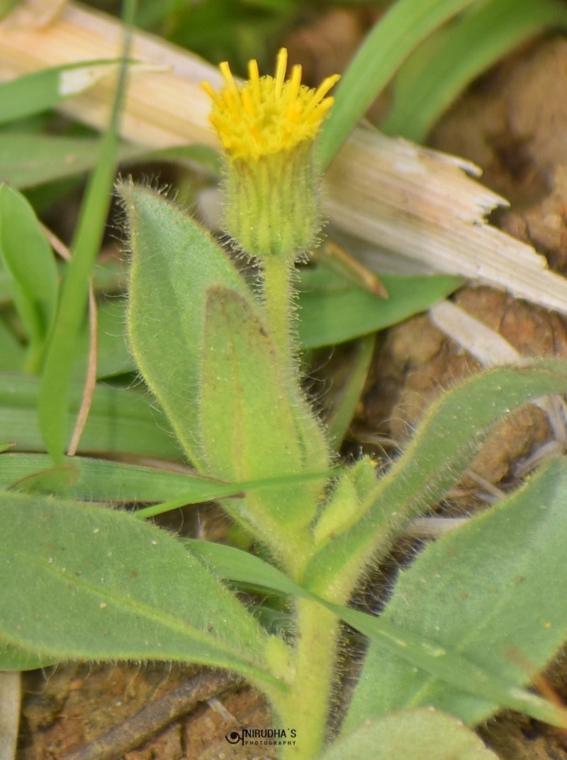 Blumea bifoliata photo 2