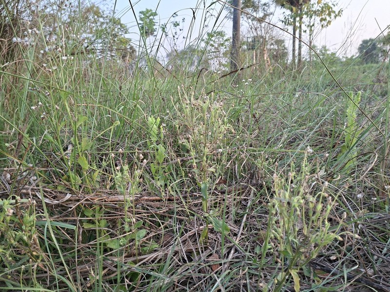 Blumea bifoliata photo 3