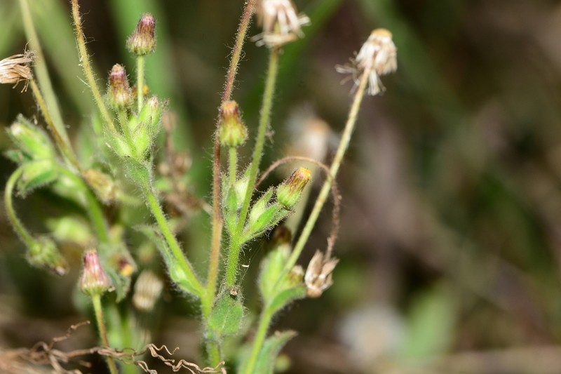 Blumea bifoliata photo 4