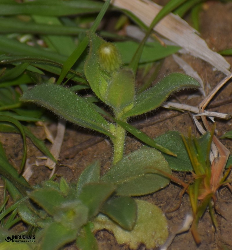 Blumea bifoliata photo 5