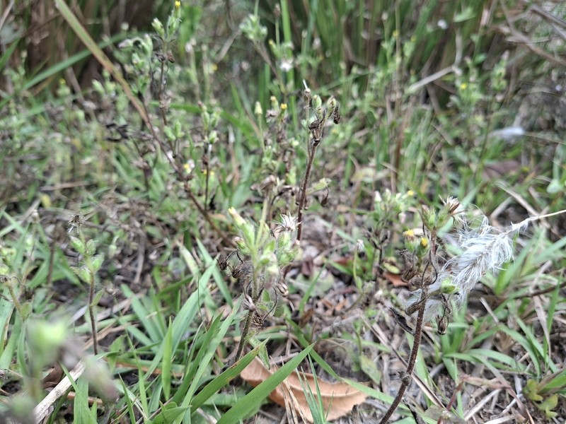 Blumea bifoliata photo 6