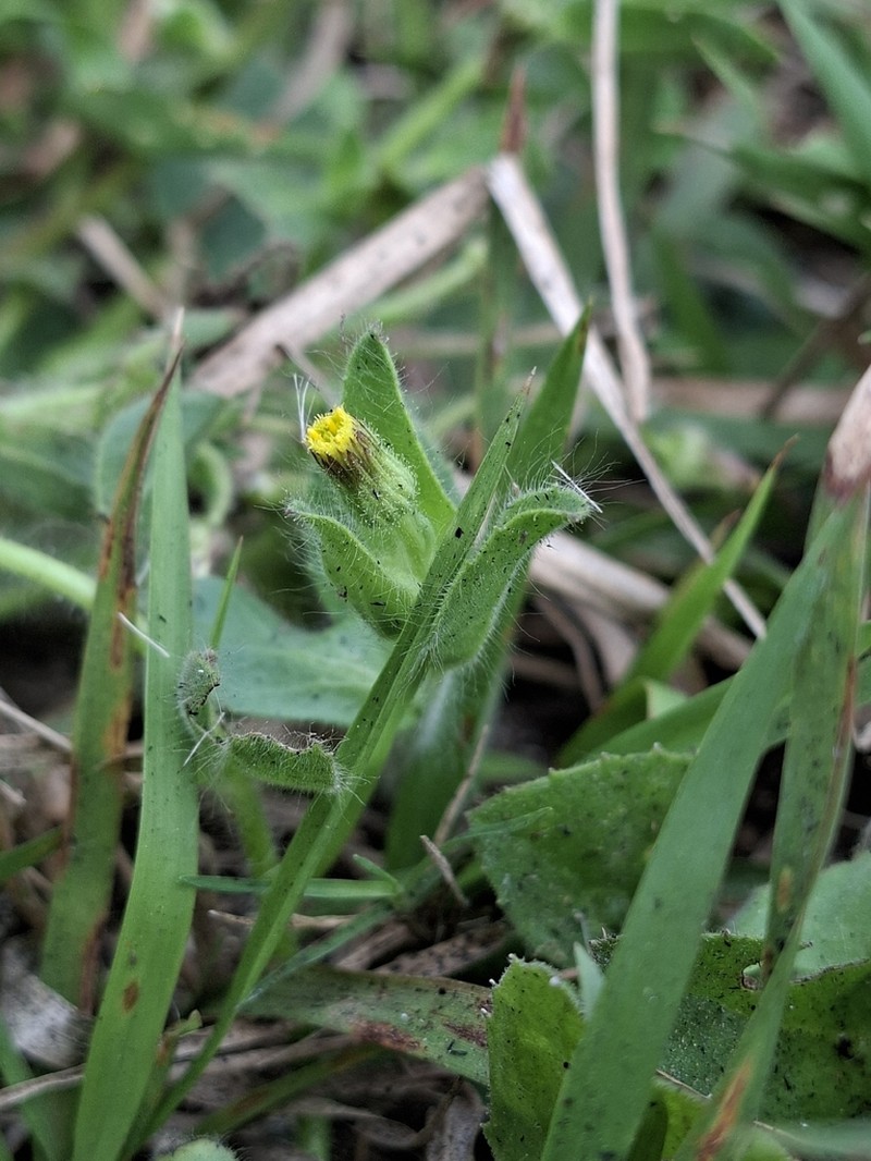 Blumea bifoliata photo 7