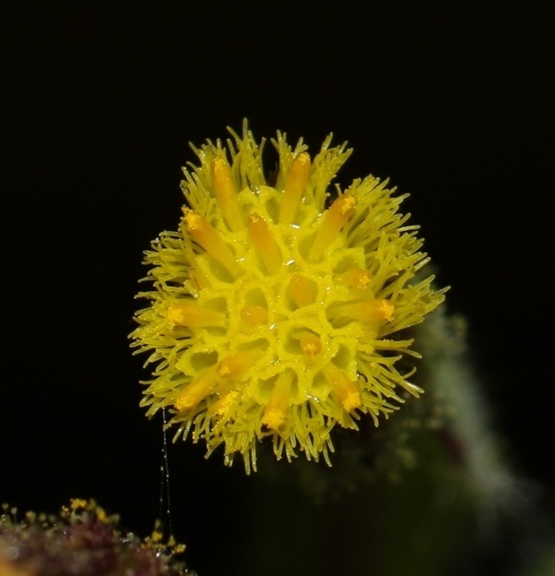 Blumea bifoliata photo 8