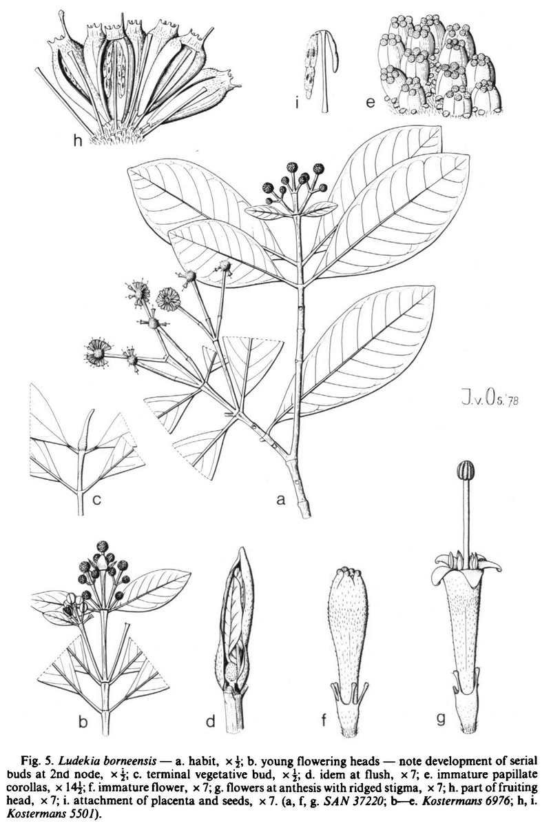 Blumea borneensis