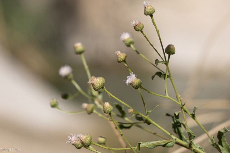 Blumea bovei