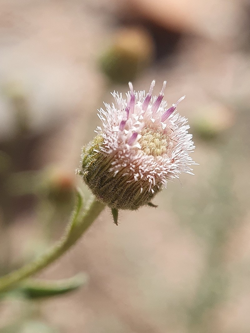 Blumea bovei photo 2