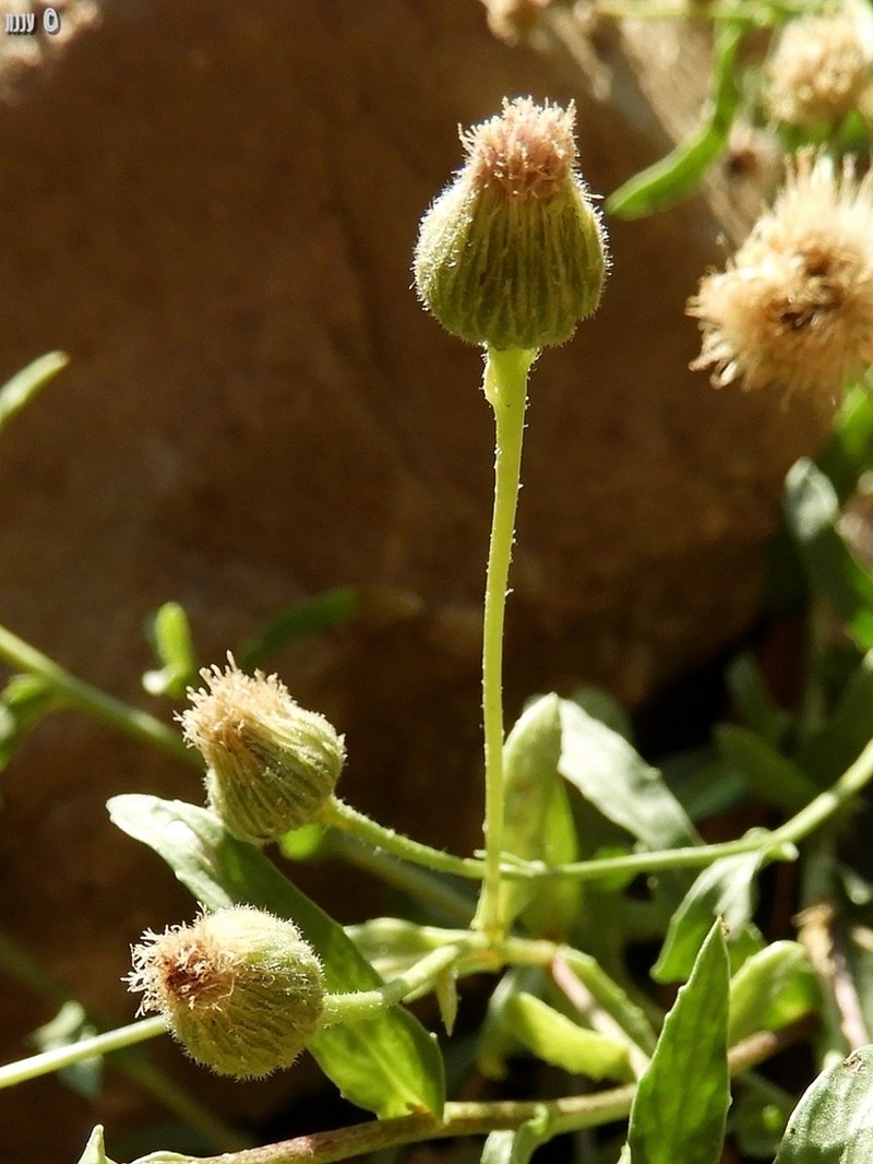Blumea bovei photo 3