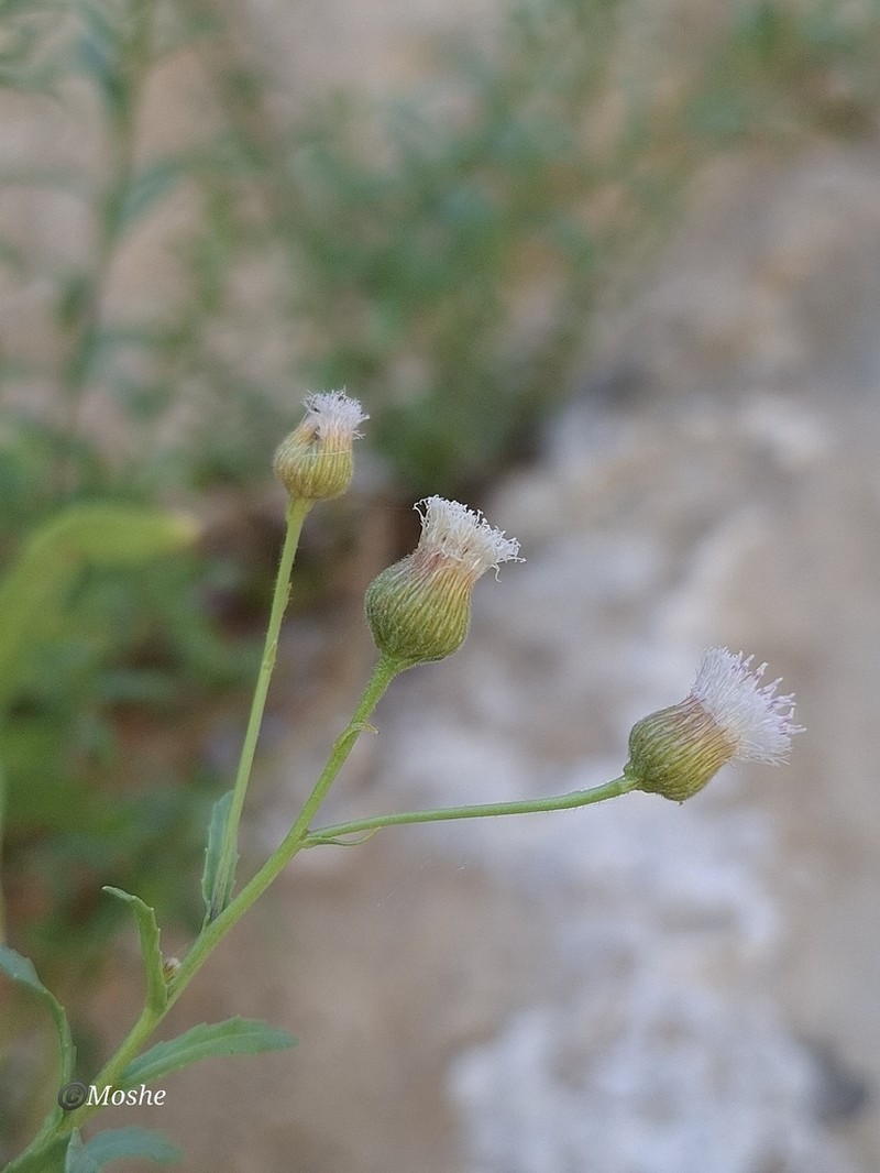 Blumea bovei photo 5