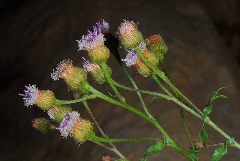 Blumea bovei photo 6