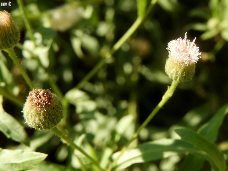 Blumea bovei photo 7