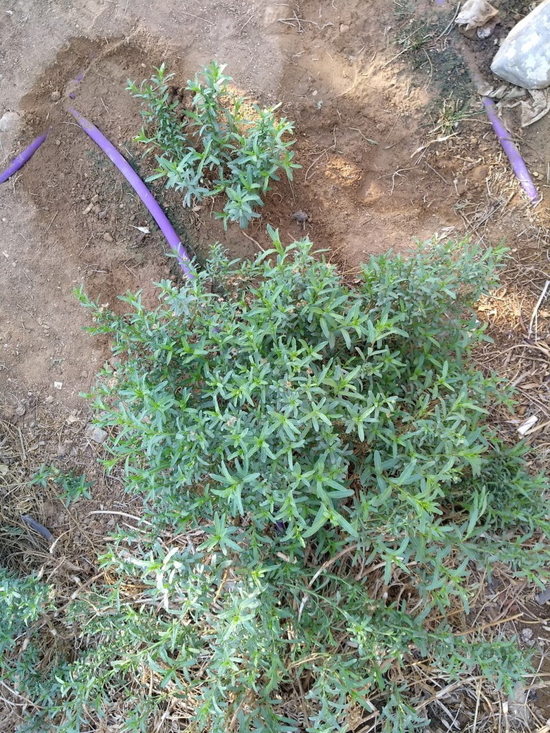 Blumea bovei photo 8