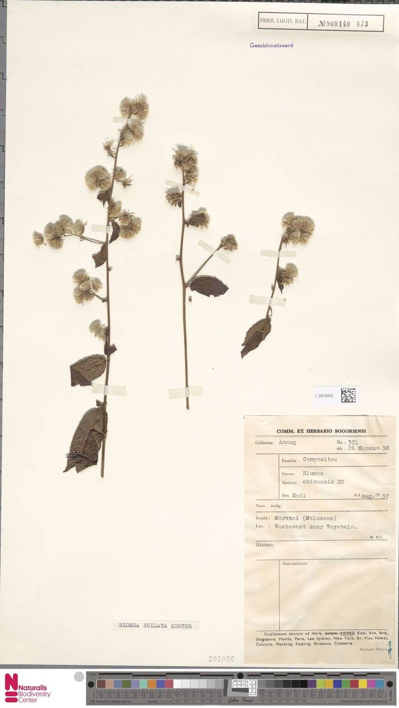 Blumea bullata