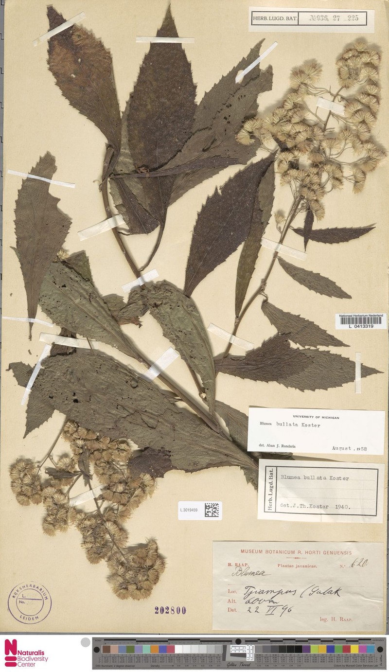 Blumea bullata photo 2