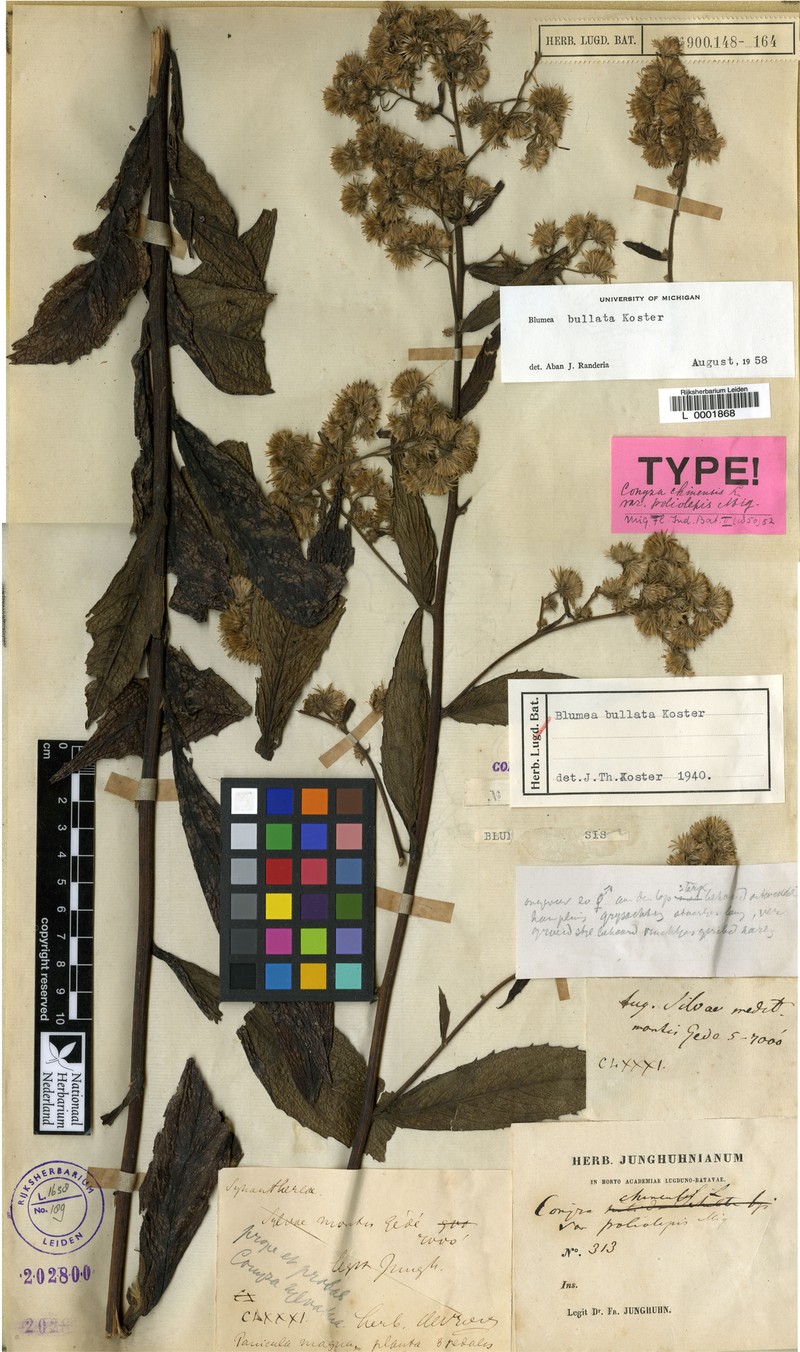 Blumea bullata photo 3