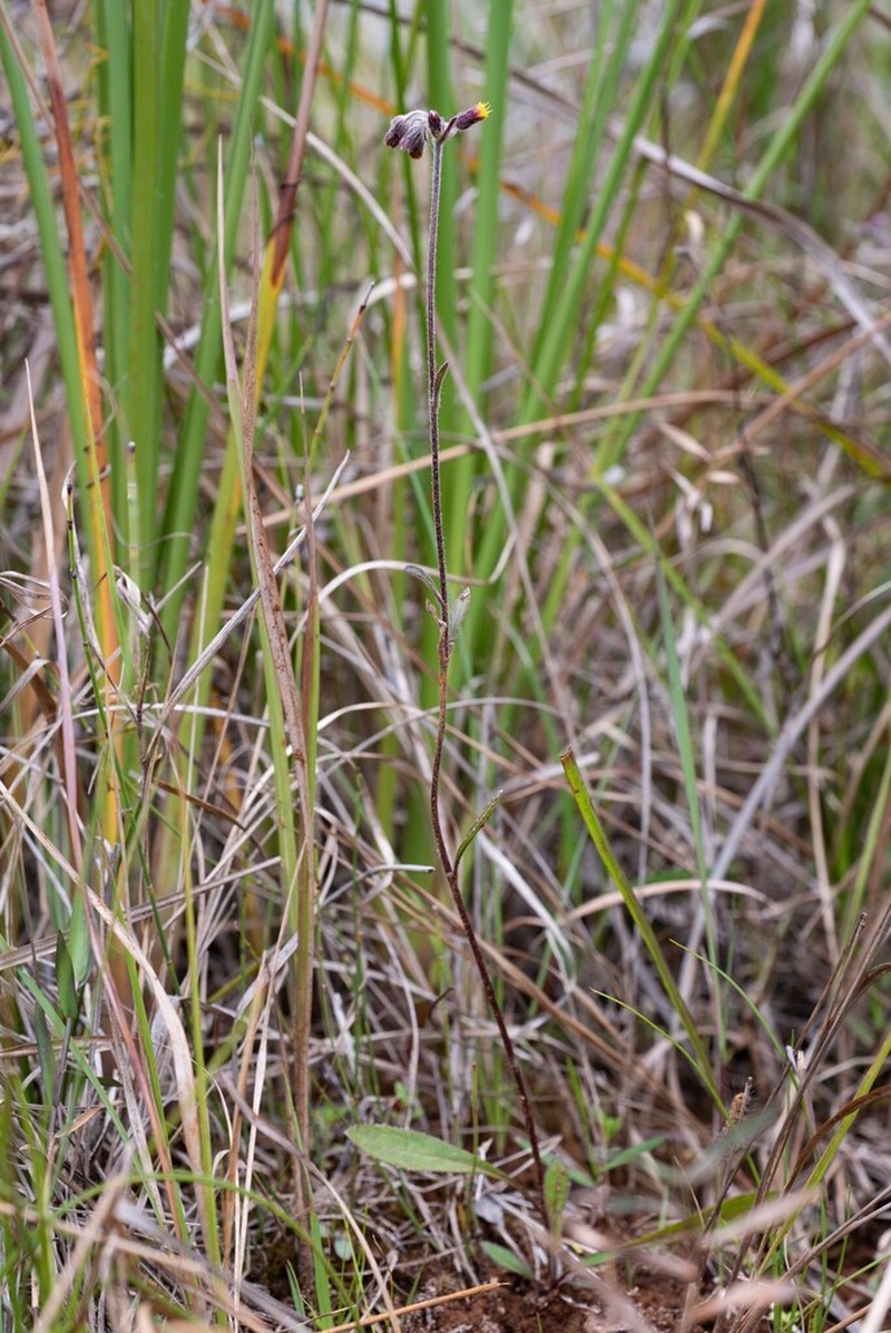 Blumea chishangensis