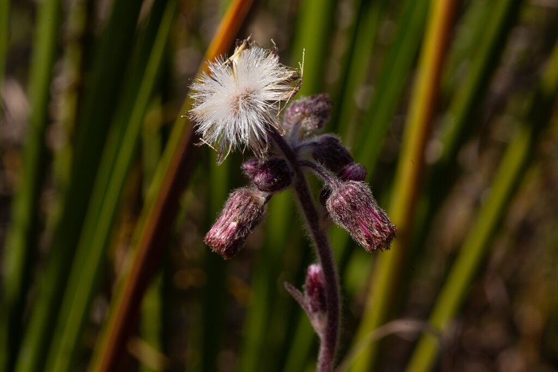 Blumea chishangensis photo 2