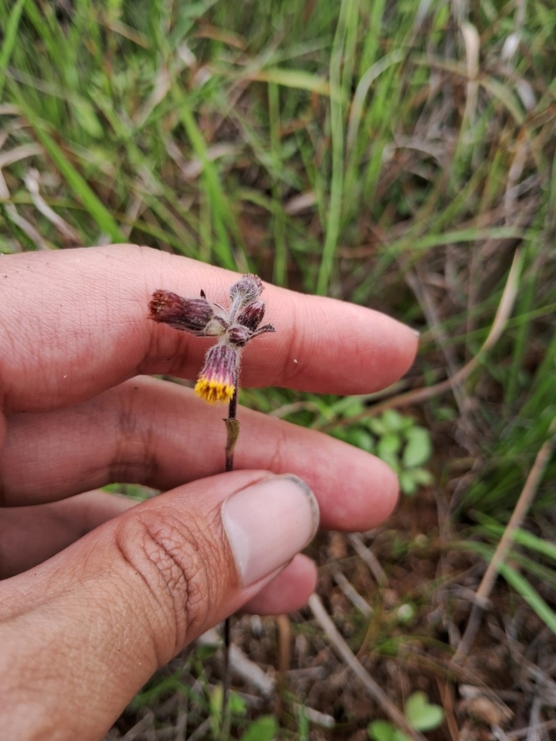 Blumea chishangensis photo 3