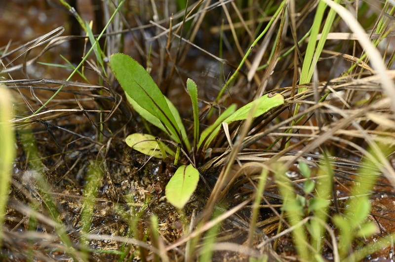 Blumea chishangensis photo 7